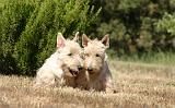 SCOTTISH TERRIER 227